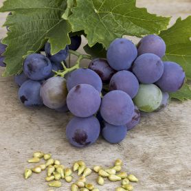 Grapeseed extract a key ingredient in Dynavyte's Purple Magic